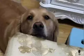 金毛想吃东西，主人让它用玩具交换，结果金毛的做法太有心机了视频封面