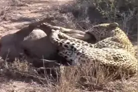 野猪的死穴！视频封面