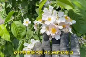 野蔷薇嫁接月季，不比无刺蔷薇嫁接长势差，反而更具优势视频封面