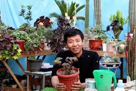 冬季绣球叶片干枯掉落，别怕，养护得当，明年直接开花爆盆！视频封面