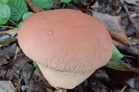 暴雨后农村树林里出现面包一样的菌子，长得太奇怪了，可以吃吗？视频封面