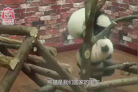 孔雀当着熊猫的面开屏，结果被熊猫追的到处乱跑，镜头拍下全过程视频封面
