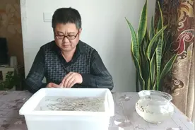 孔雀鱼鳞片崩掉而团灭，是松鳞病，得病治疗不如早期预防