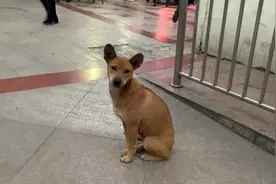 被抛弃的中华田园犬，在小区门口苦等主人一个月，身体越来越虚弱视频封面