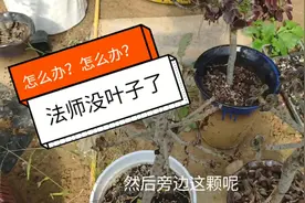 法师多肉夏天叶子全掉光了怎么办？法师应该控养成什么状态？视频封面