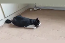 为什么猫攻击敌人前要摇屁股呢？一个细节暴露它的智商！视频封面