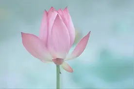 刘珂矣《半壶纱》玉面小嫣然 古筝伴奏版