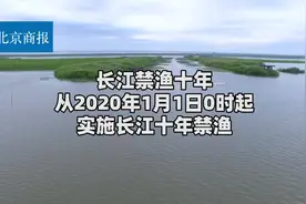 长江禁渔十年 最迟明年元旦起实行 不保护可能将来四大家鱼都不见视频封面