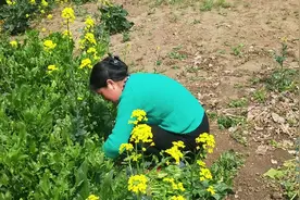 地里菠菜吃不完，农村婆婆有妙招 晒成菠菜干好保存。