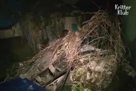 流浪狗1年前被抛弃，整天等主人：我还在这里等你，但你在哪里？视频封面