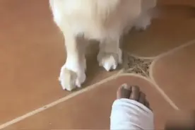 二哈看到爸爸脚受伤竟然模仿爸爸走路姿势，气不打一处来