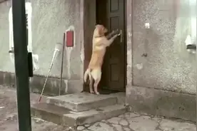 网友：家里养了一条神奇的拉布拉多犬，智商堪比七岁小孩视频封面