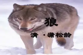 中考7年级上册课内文言文复习：《狼》视频封面