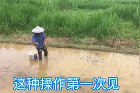 福建农村独特插秧方式，纯手工轻松搞定十亩地，我也第一次见。