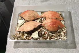 自制有机肥，虾壳蟹壳鸡蛋壳都可以制作，养花种菜都好用