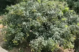 长寿之乡浦北县白石水镇，山上到处都是荔枝视频封面