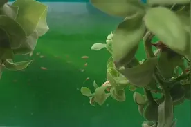 兰寿和斗鱼到底哪个好养活？看数量就知道了 还是金鱼接地气