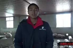 母猪产前产后不吃食怎么办，用这个土方法，只要打一针就吃食视频封面