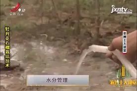 牡丹花石榴4：幼树期管理，要定期浇水，并合理的施加肥料视频封面