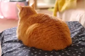 好想偷偷戳一下橘猫的屁股！