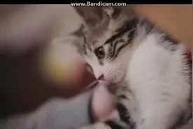猫咪与刺猬的初次相遇，会擦出怎样的火花呢？视频封面