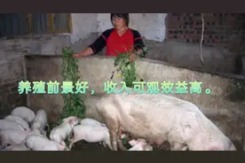 同学养殖10头老母猪年纯收入50万，大家看看这样的效益怎么样视频封面