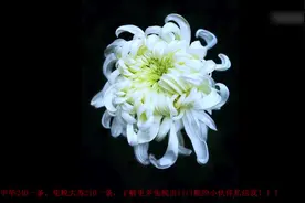 女性也有专属香烟品牌，你知道是那款吗？你一定没见过