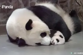 熊猫妈妈把小熊猫抱在怀里，小熊猫竟然安心入睡，场面令人暖心