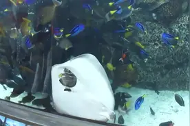 水族馆里的一条鳐鱼，捕食其他鱼类的画面，这个角度看的真清楚！视频封面
