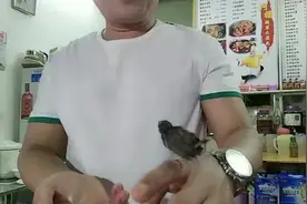 捡到一只小鸟，还不会飞，怎么养？