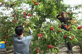 每斤120元！临朐大樱桃开始上市啦，“智能小喇叭”助力大棚管理视频封面