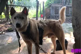 为什么狗用铁链锁起来呢？这些年农村偷狗有点严重视频封面