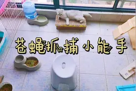 你们见过这么能抓苍蝇的小猫咪吗？6只苍蝇就这么利落的解决了