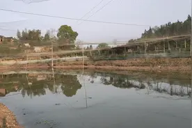 泥鳅水花苗下塘前，池塘应该做好哪些工作，八年养殖的老胡告诉你视频封面