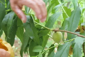 你们知道为什么黄桃要套袋子吗？图片