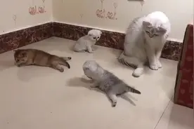 小奶猫突然倒着走，猫妈妈都懵了，这是咱回事呀