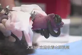 猫咪被毒蛇咬伤导致爪子发黑，医生用蚂蟥将毒血吸出视频封面