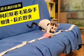 这人玩的是小羊还是小狗啊？|看，柯尼斯卷毛猫的运动状态视频封面