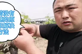 葡萄没有果穗有哪些原因，如何让葡萄二次结果，小许为您详细讲解视频封面