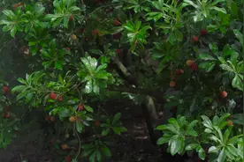 天哪！农业专家也说要给杨梅打药？！视频封面