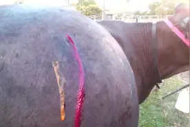 牛肚子鼓得像一个大气球，只能给它放放气视频封面