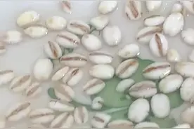 麦片做钓饵视频封面