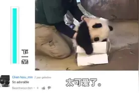 老外看几个月熊猫宝宝视频，萌翻了！Youtube评论！视频封面