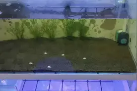 鱼缸有陶粒如何抽底换水？其实很简单视频封面