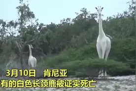 痛心！世上仅存一对白色长颈鹿母子，遭到偷猎者射杀，现仅存一只视频封面