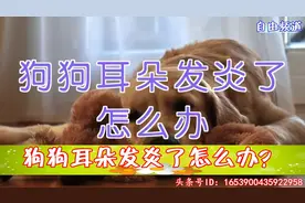 忠犬与你：狗狗耳朵发炎了怎么办？视频封面