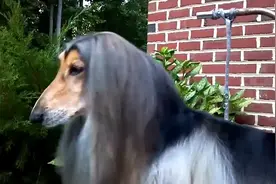 为什么国内禁止养阿富汗犬，再有钱也不行，看完你还敢养吗？视频封面