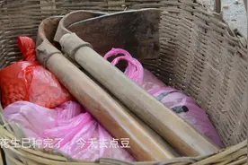 春播--黄豆篇，春天种上4分地的黄豆，等待秋天有个好收成视频封面