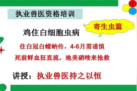 全国执业兽医资格考试--预防科目--寄生虫-鸡住白细胞虫病视频封面