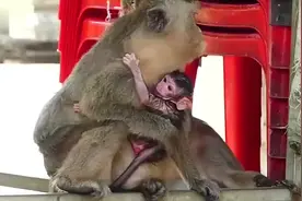 母猴生下小猴子后不停做这样一个动作，太恶心了视频封面